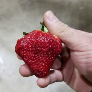 Meet your Posher, Gavilan